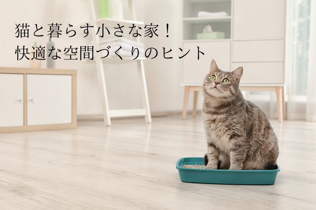 猫と暮らす小さな家！快適な空間づくりのヒント